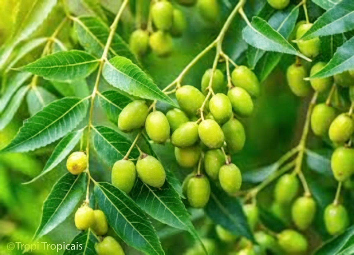 Descubra os Usos Tradicionais das Folhas de Neem e Dicas Práticas Simples para o Bem-Estar no Dia a Dia