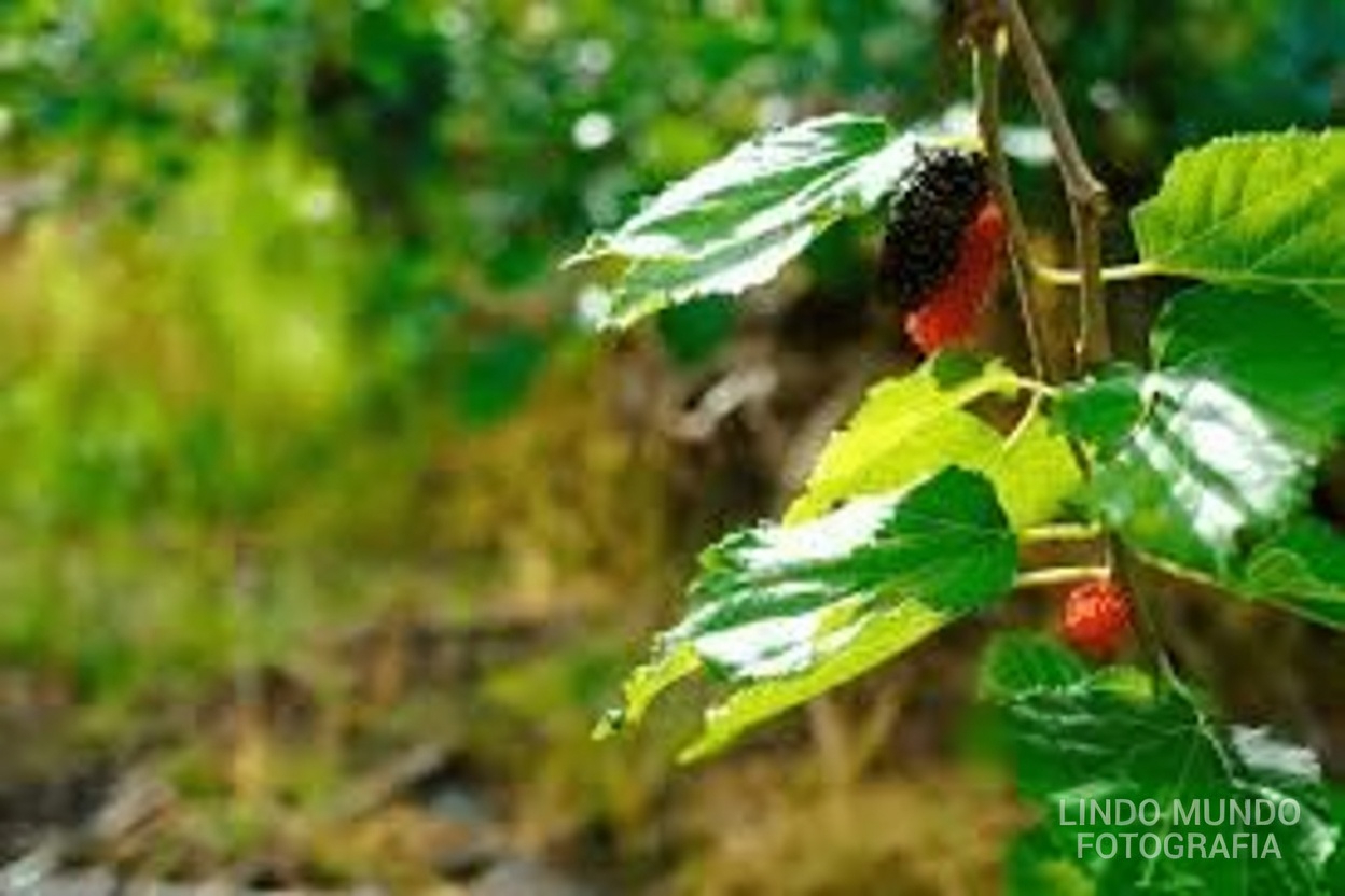 Um simples hábito matinal com chá de folhas de amoreira que muitos na Ásia seguem há gerações