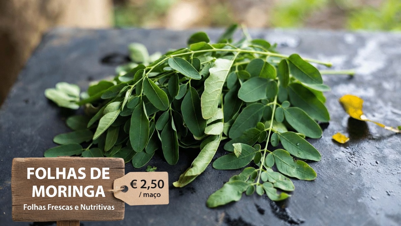 Adicionar folhas de moringa à sua rotina diária pode ajudar a promover a saúde dos rins e o bem-estar geral?