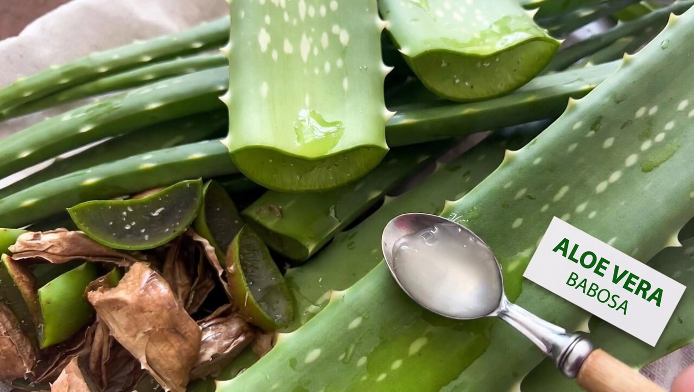 Quais São as Formas Cotidianas de as Pessoas Usarem Aloe Vera para a Pele e o Bem-Estar?