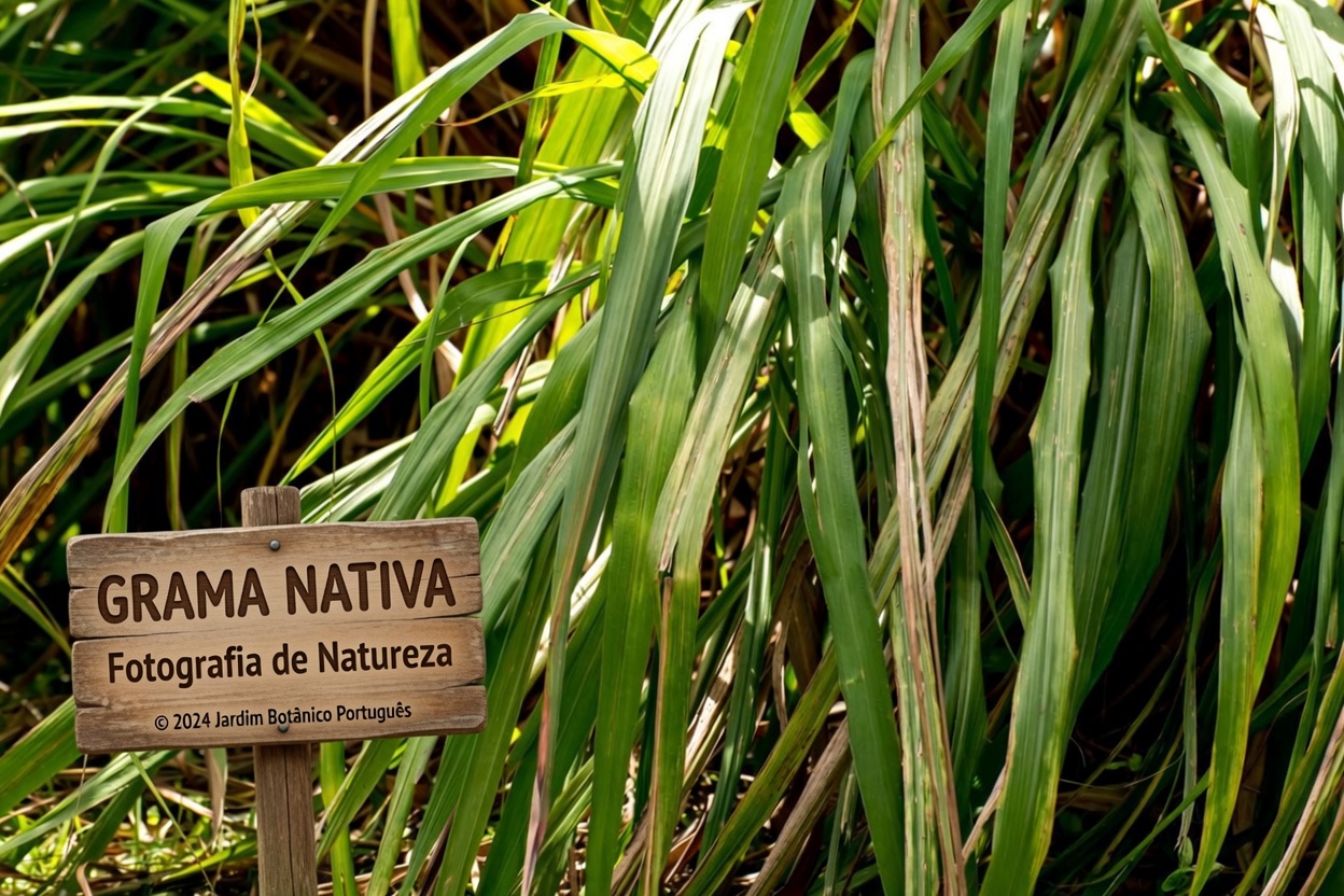 Acabe com os mosquitos hoje à noite? 5 plantas de jardim que muitas casas no México estão esquecendo