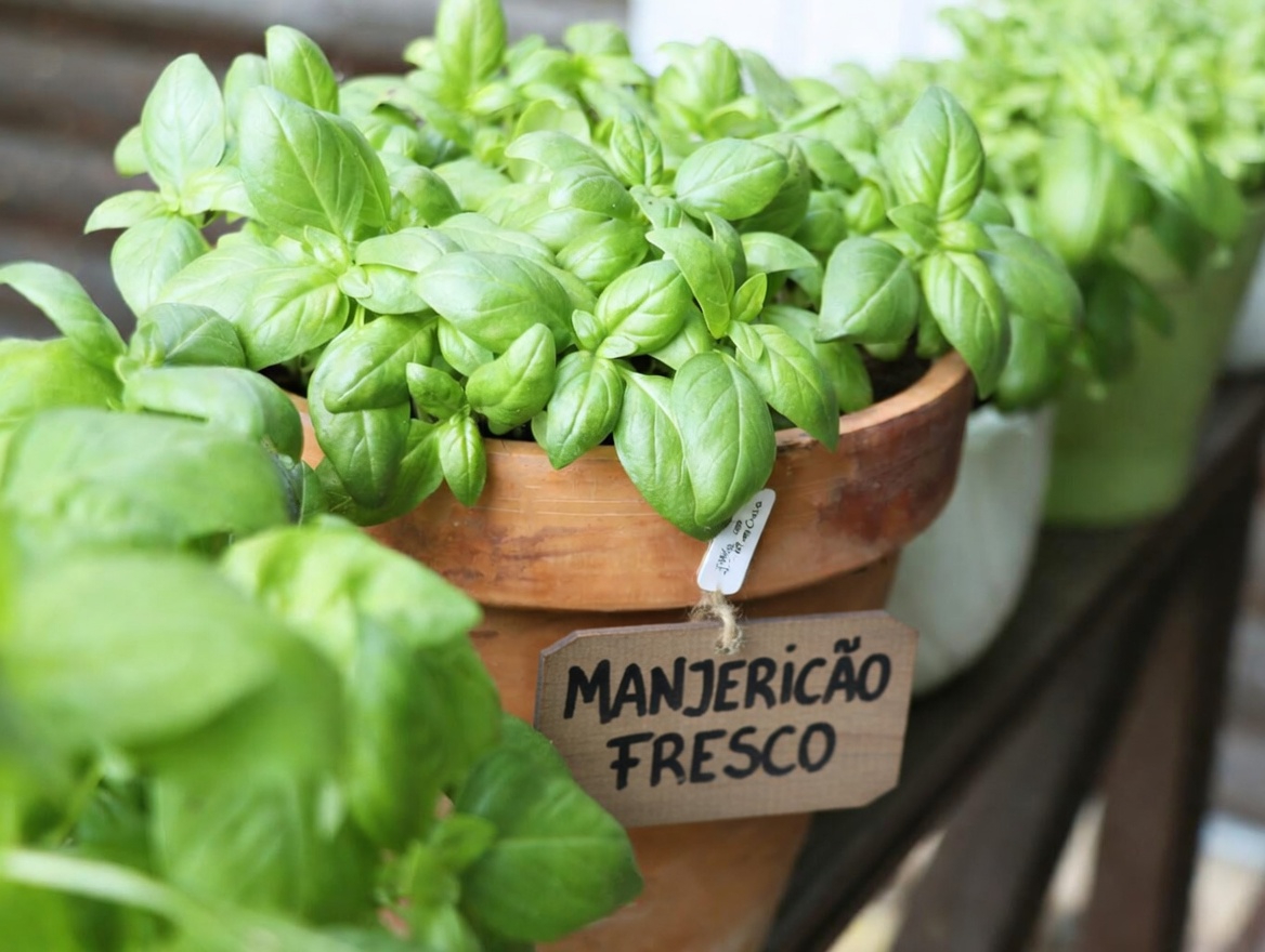 Acabe com os mosquitos hoje à noite? 5 plantas de jardim que muitas casas no México estão esquecendo