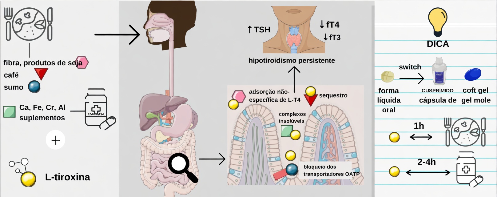 Você está tomando levotiroxina da maneira errada todas as manhãs? Hábitos que muitos pacientes ignoram