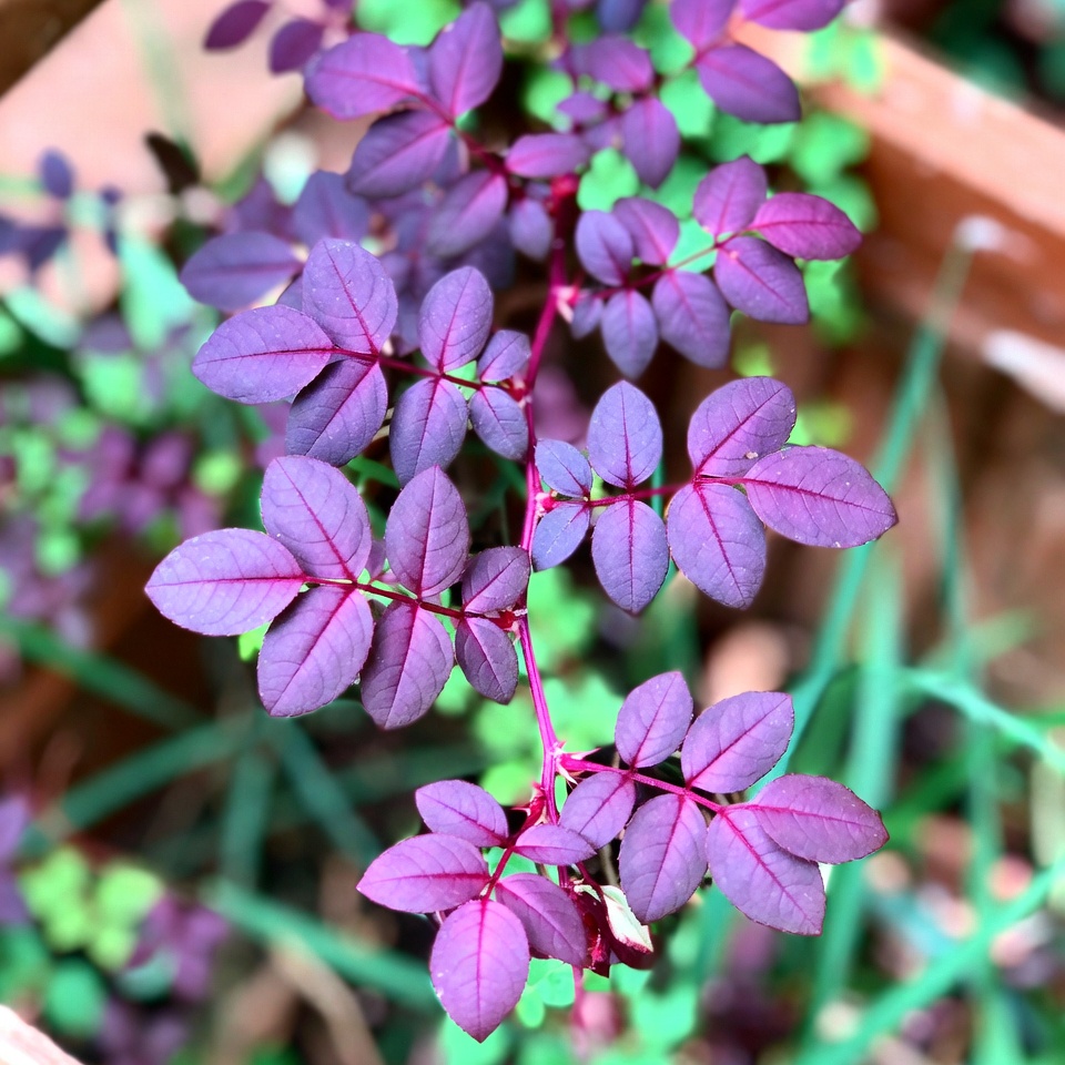 A folha roxa milagrosa que transforma sua saúde da noite para o dia