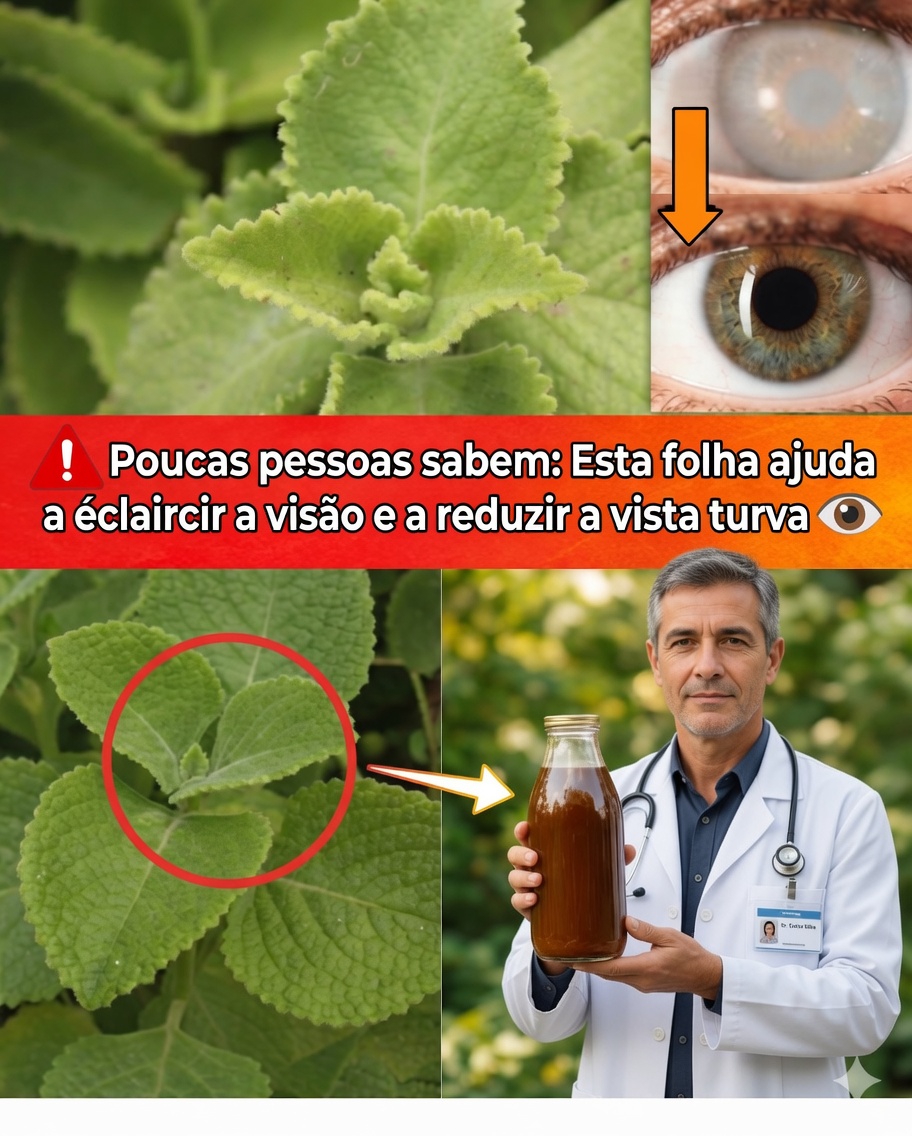 Orégano Orelhão para a Visão: Remédios Naturais, Benefícios e Modo de Uso