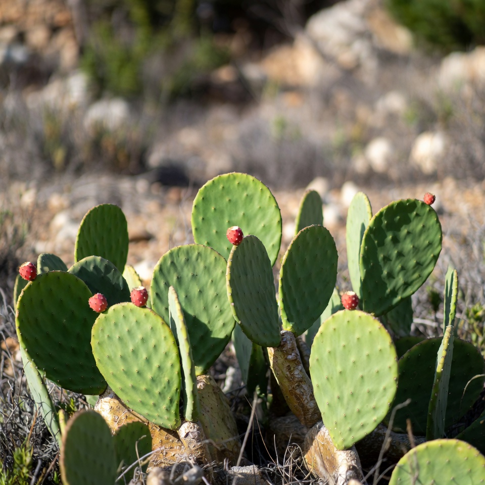 O Cacto Nopal (Opuntia ficus-indica): Uma Planta Medicinal Poderosa com Múltiplos Benefícios para a Saúde