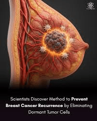 O que pesquisas clínicas recentes estão revelando sobre o direcionamento de células tumorais dormentes e a recorrência do câncer de mama em sobreviventes