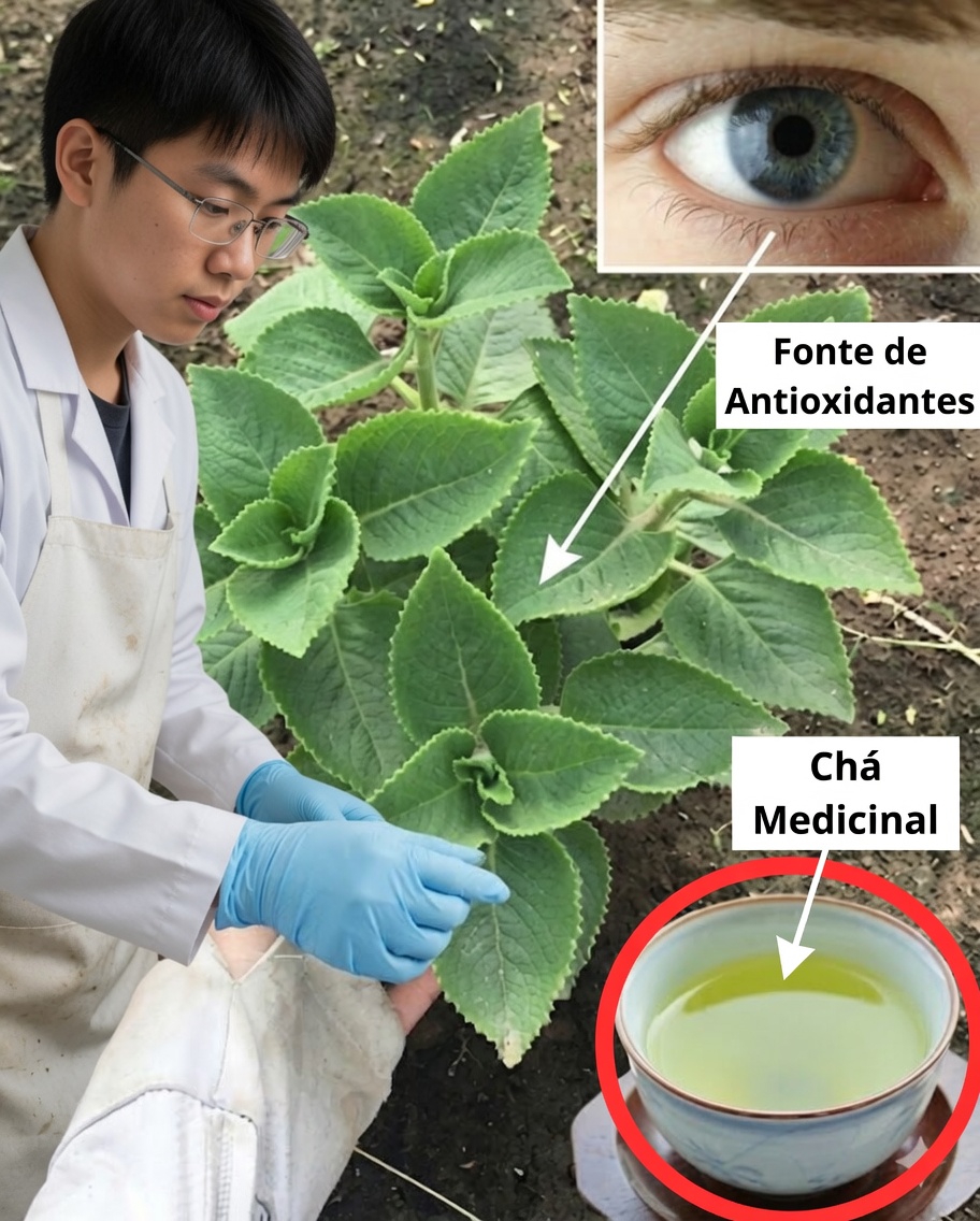 Remédios naturais à base de orégano cubano para melhorar a visão