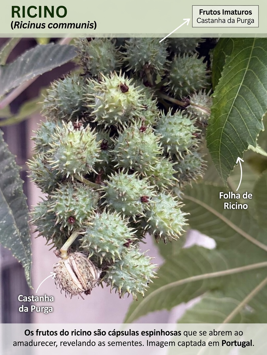 Este óleo vegetal tradicional pode ser um hábito diário para o equilíbrio das articulações e do ácido úrico?