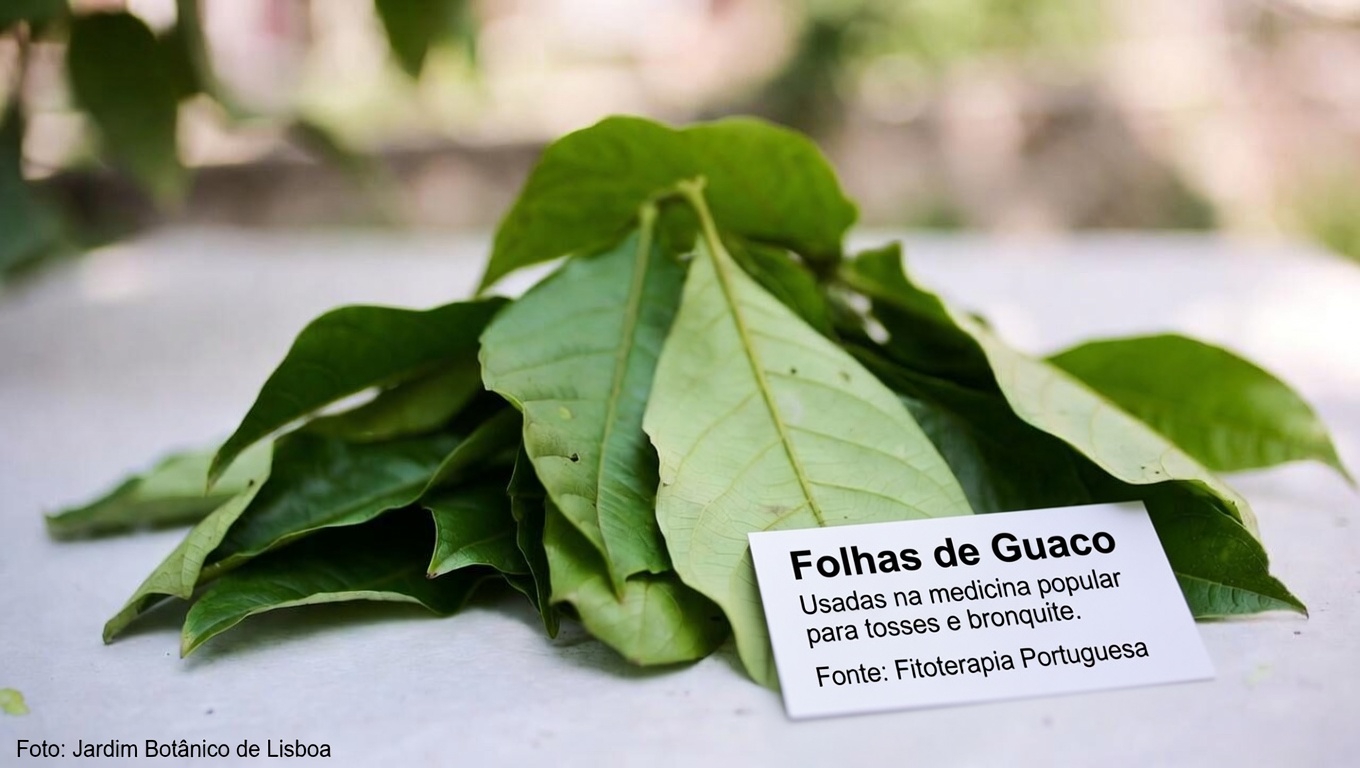 Descobrindo um Hábito Simples para a Manhã: Chá de Folha de Goiaba e Seu Potencial Papel no Suporte Diário ao Açúcar no Sangue