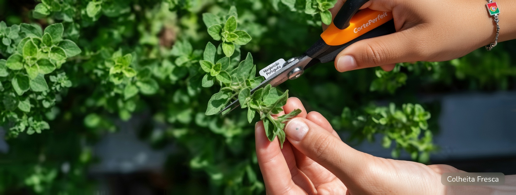 Descubra as Formas Surpreendentes como o Orégano Pode Apoiar sua Rotina Diária de Bem-Estar