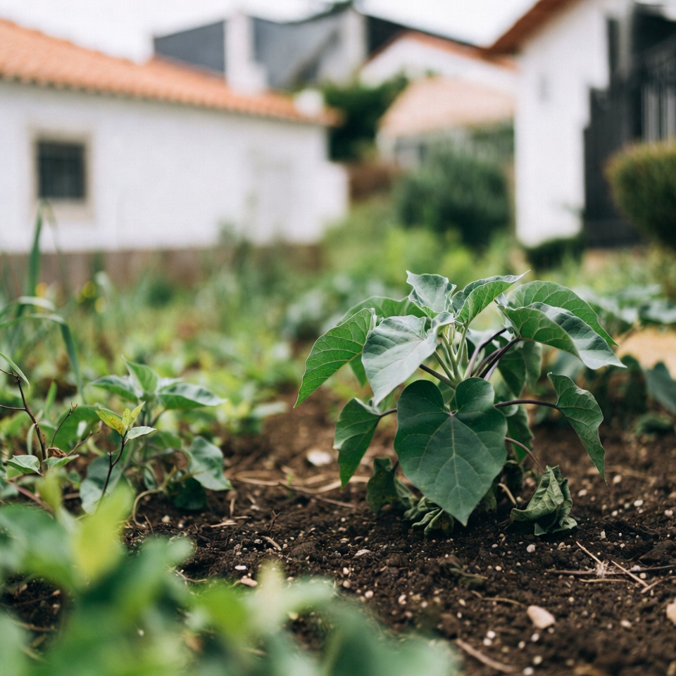 Como Identificar com Segurança Plantas de Datura em Seu Jardim e Bairro: Guia Essencial de Dicas e Hábitos