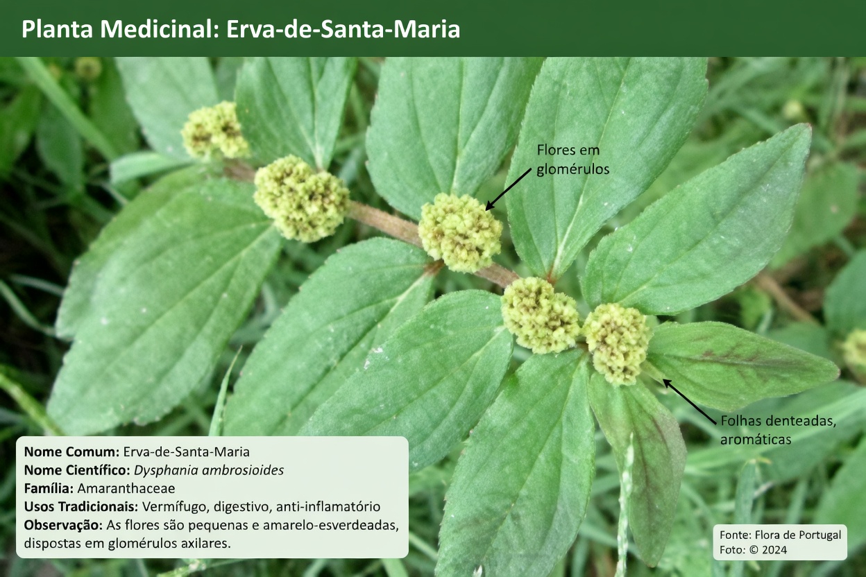 Desbloqueie o Poder Oculto de uma Erva Comum do Quintal para Apoiar a Saúde Pulmonar Naturalmente