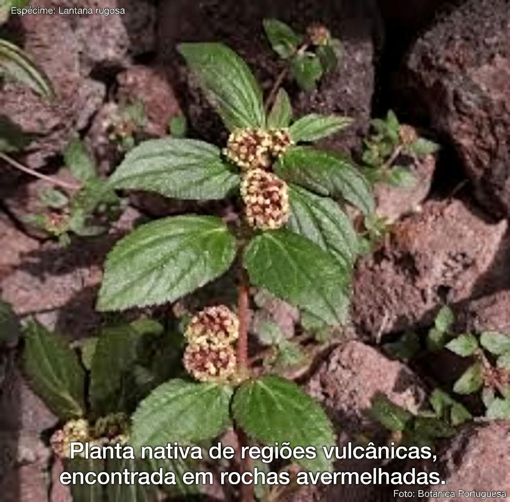 Desbloqueie o Poder Oculto de uma Erva Comum do Quintal para Apoiar a Saúde Pulmonar Naturalmente