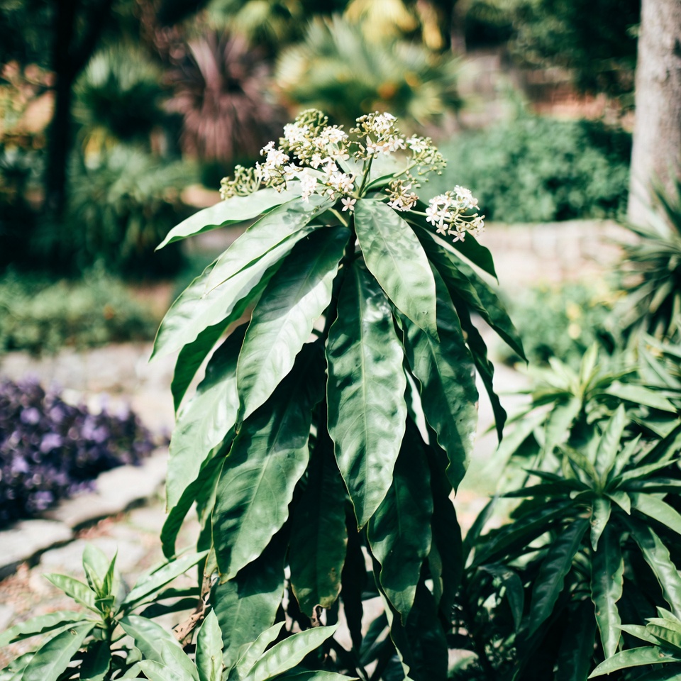 Se você tem esta folha no seu jardim, possui realmente um tesouro sem nem saber