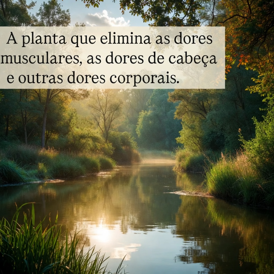 A planta que elimina as dores musculares, as dores de cabeça e outras dores no corpo