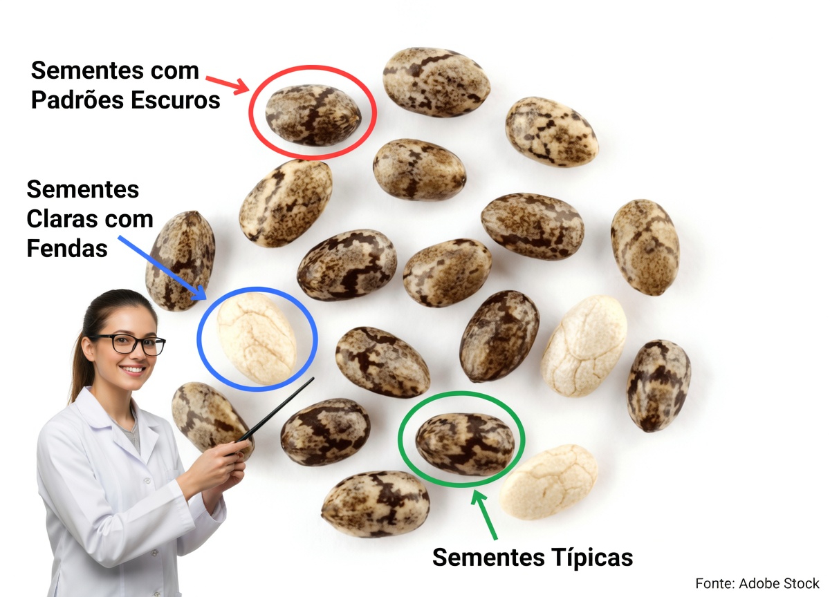 O Poder Oculto de Três Sementes Minúsculas: Como os Segredos de Longevidade do Japão Podem Salvar Sua Visão Depois dos 60
