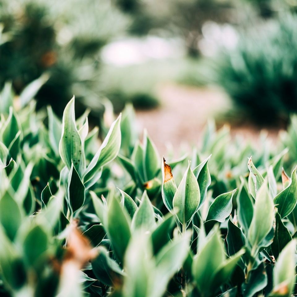 A Folha que DESTRÓI Células Cancerígenas