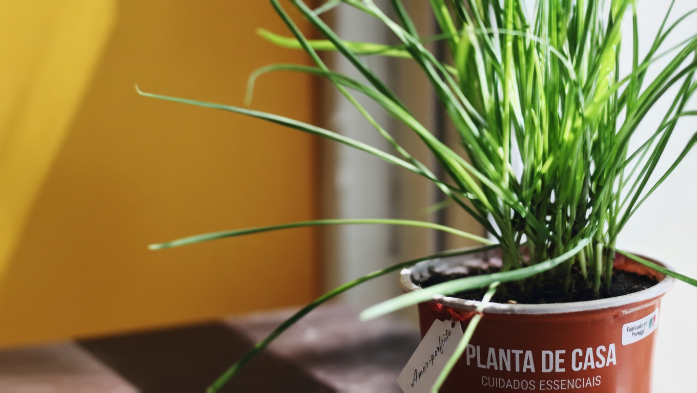 30 Poderosos Benefícios da Sessile Joyweed (Alternanthera sessilis)