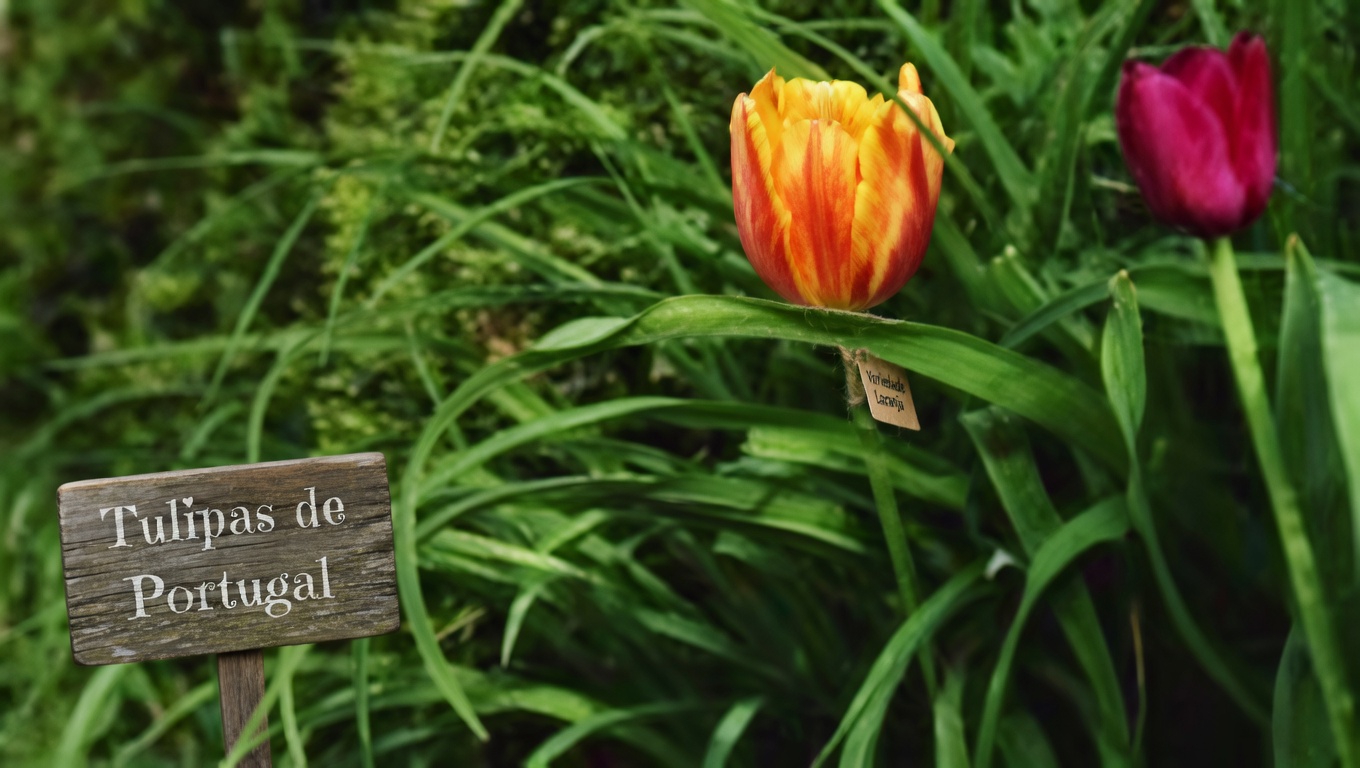 30 Poderosos Benefícios da Sessile Joyweed (Alternanthera sessilis)