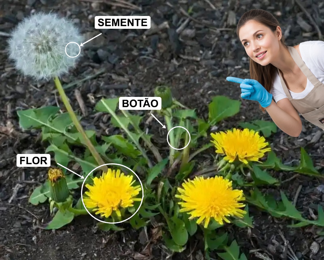 Ervas Daninhas ou Maravilhas? Descubra os Tesouros Escondidos Nestas 4 Plantas Comuns
