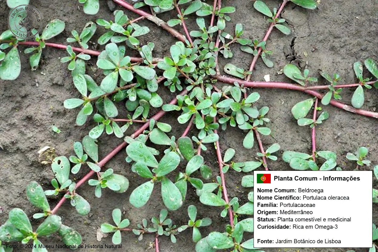 Ervas Daninhas ou Maravilhas? Descubra os Tesouros Escondidos Nestas 4 Plantas Comuns