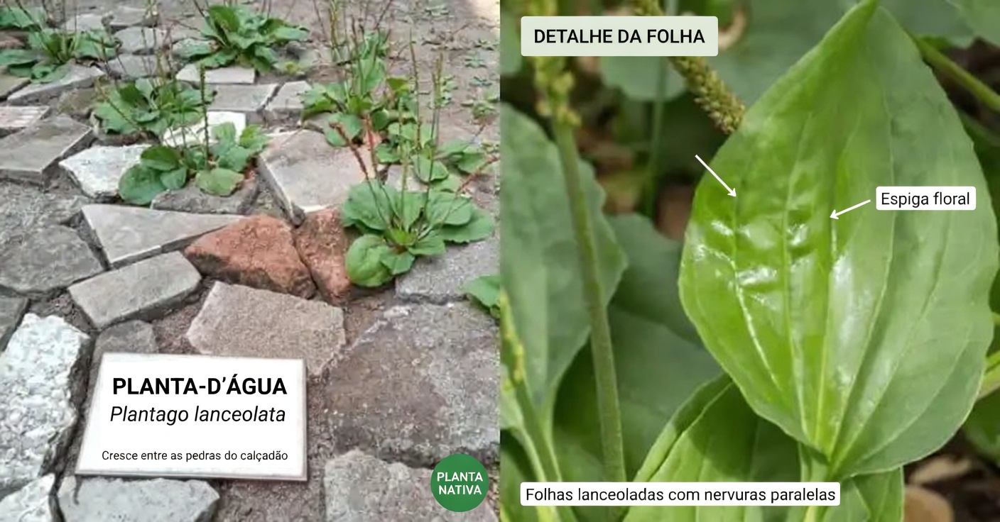 Ervas Daninhas ou Maravilhas? Descubra os Tesouros Escondidos Nestas 4 Plantas Comuns