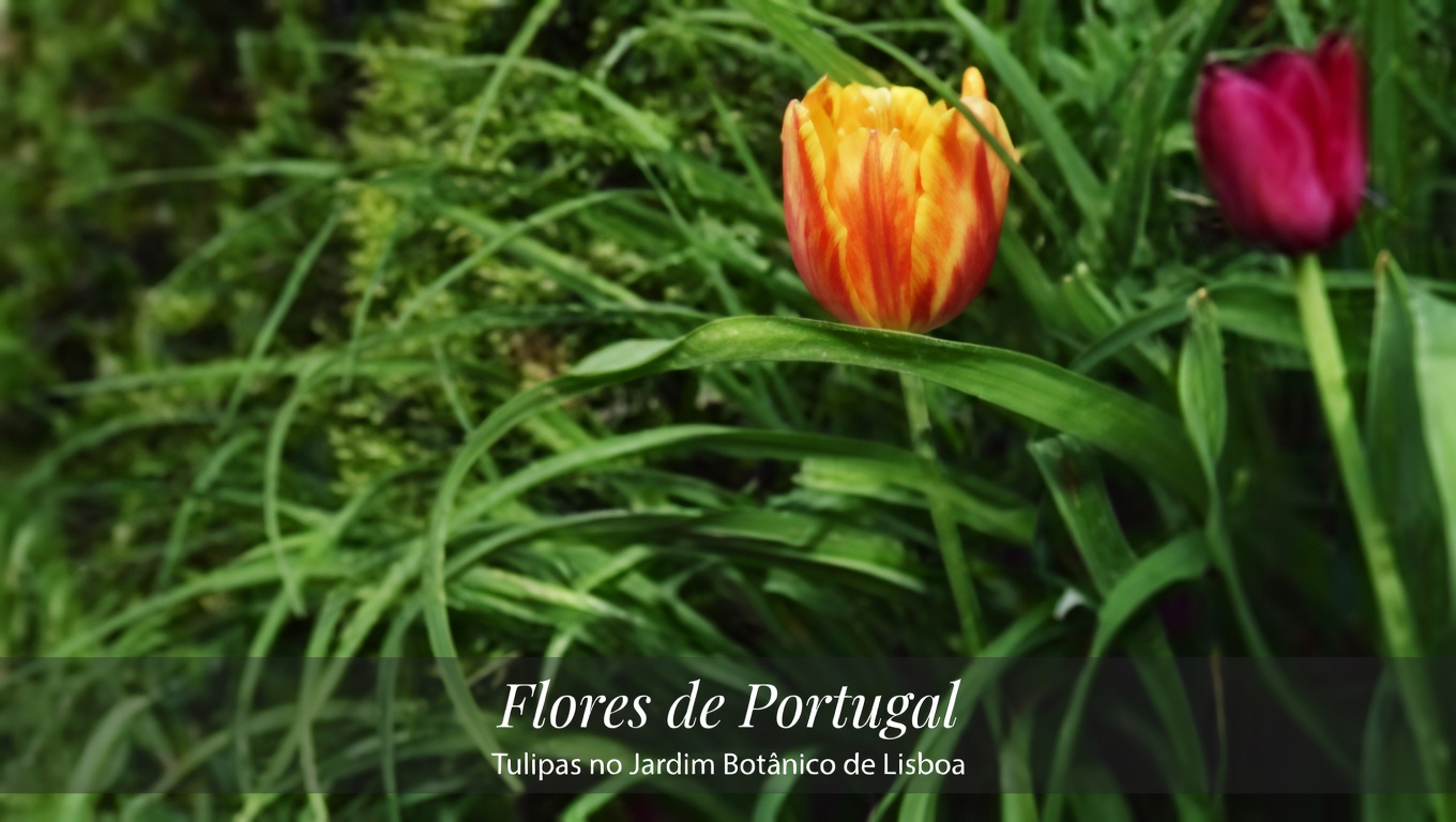 Buva (Erigeron canadensis): 20 benefícios incríveis e como usá-la