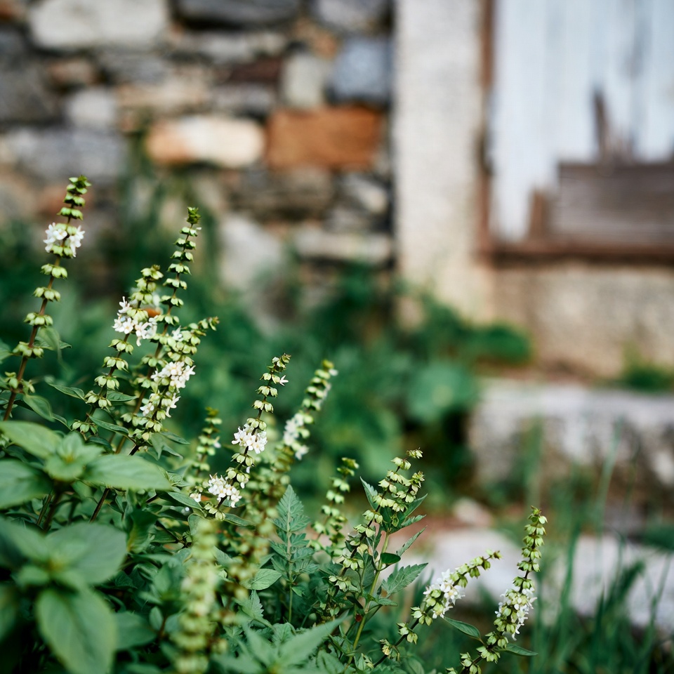Usos e benefícios das flores de manjericão