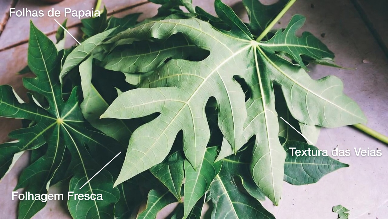 Explorando o Potencial das Folhas de Mamão para o Cuidado dos Cabelos: Uma Opção Natural que Vale a Pena Considerar