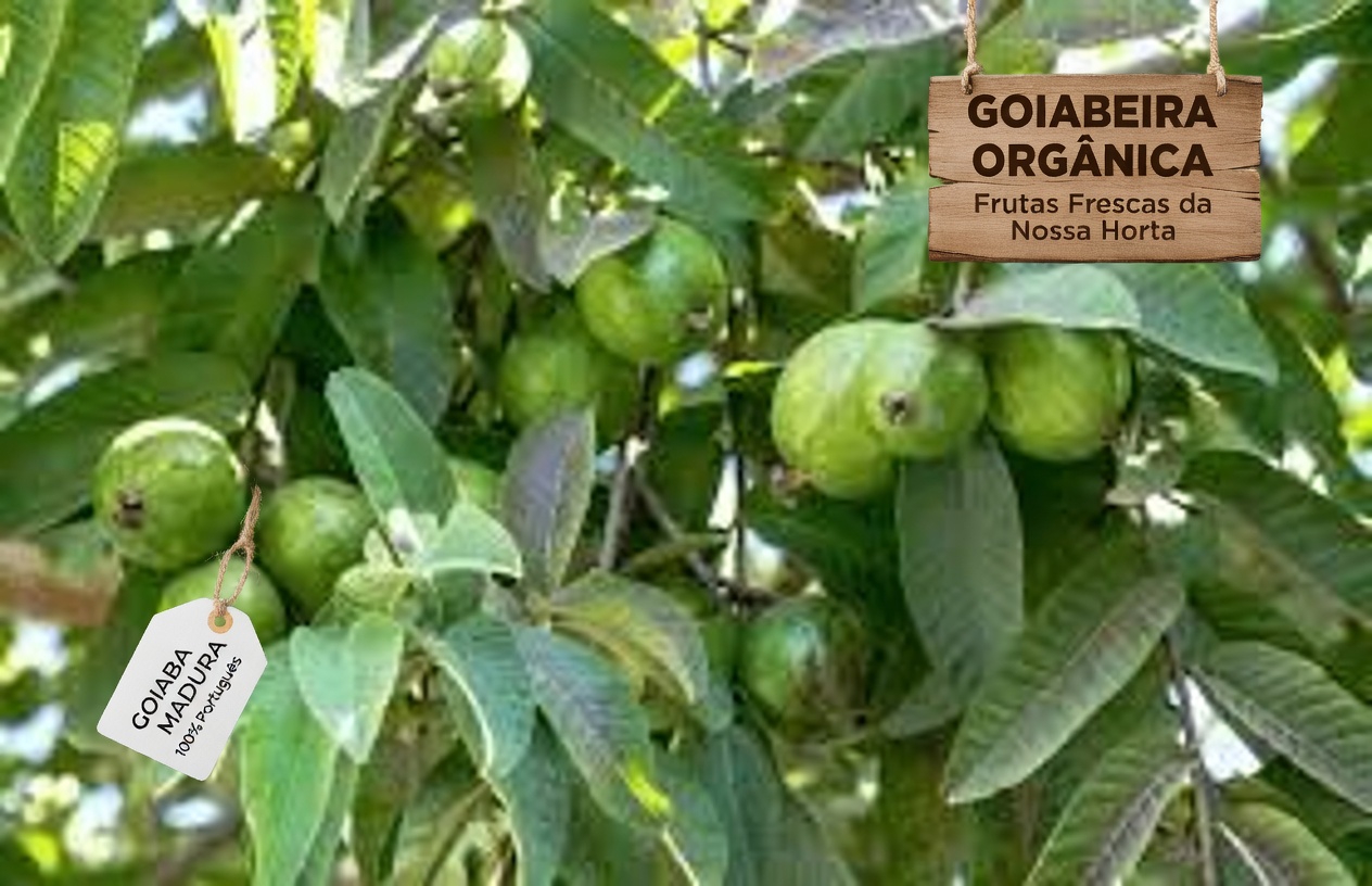 Explorando o Potencial do Chá de Folha de Goiaba para Apoiar a Saúde do Coração