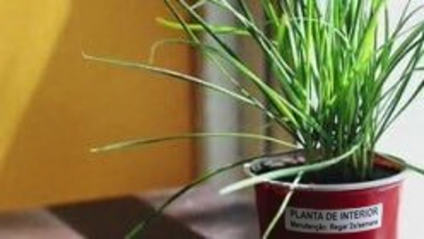 Mil-folhas: Uma Aliada Herbal Atemporal com Incríveis Benefícios para a Saúde