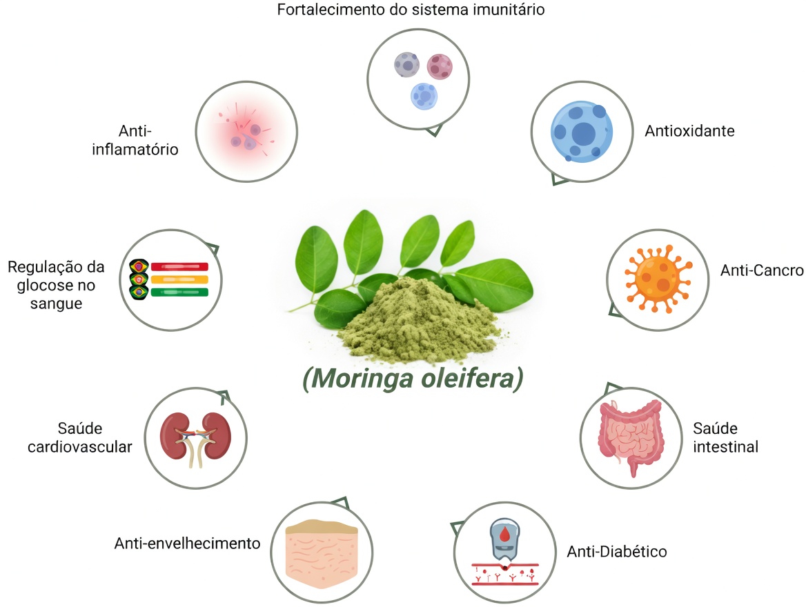 Quais São os Potenciais Benefícios Nutricionais das Sementes de Moringa? Um Olhar Mais Atento sobre Este Superalimento Rico em Nutrientes