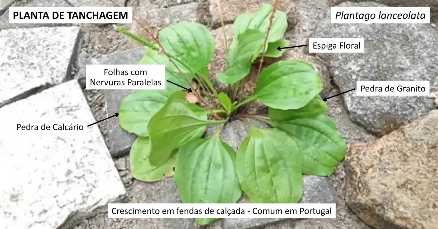 30 Benefícios Incríveis da Tanchagem-de-Folha-Larga (Plantago major)