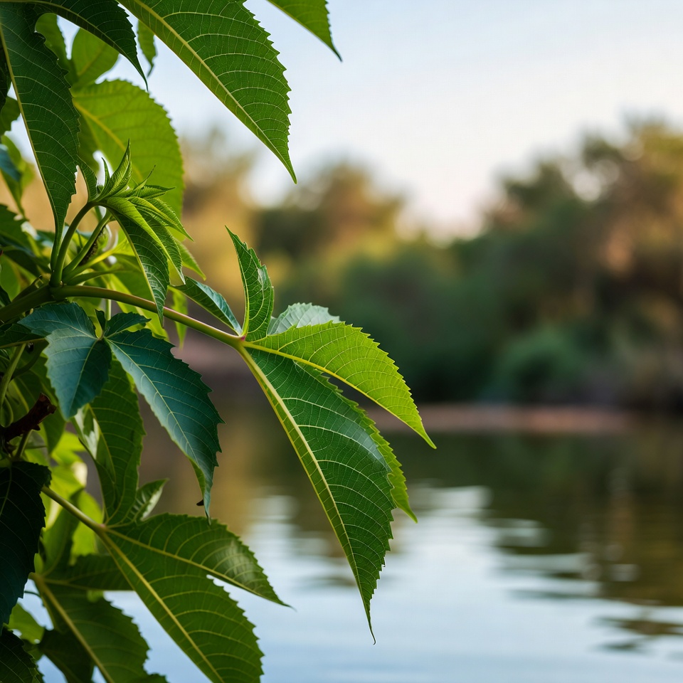 15 Benefícios Incríveis das Folhas de Mamona para Homens e Mulheres Acima de 30 Anos