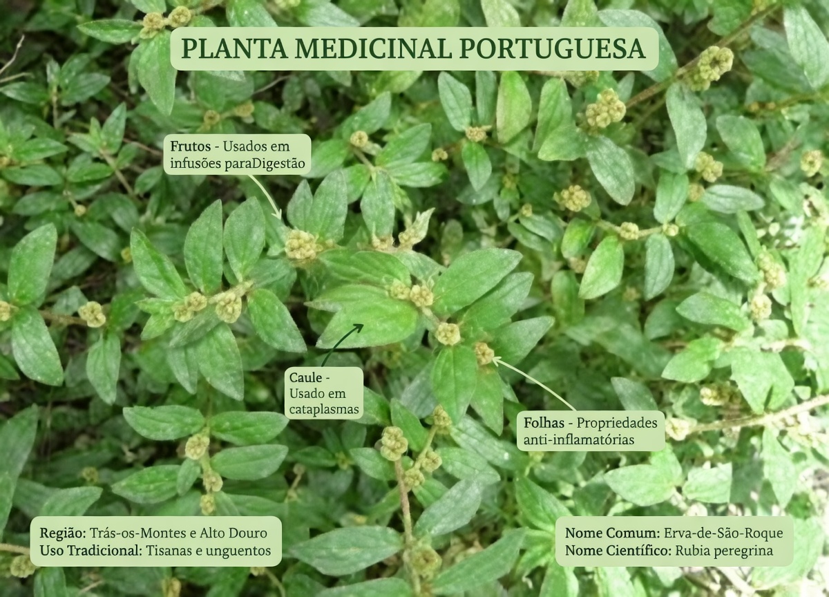 Descubra os surpreendentes benefícios potenciais da erva-de-seda-de-folhas-grandes para o bem-estar diário