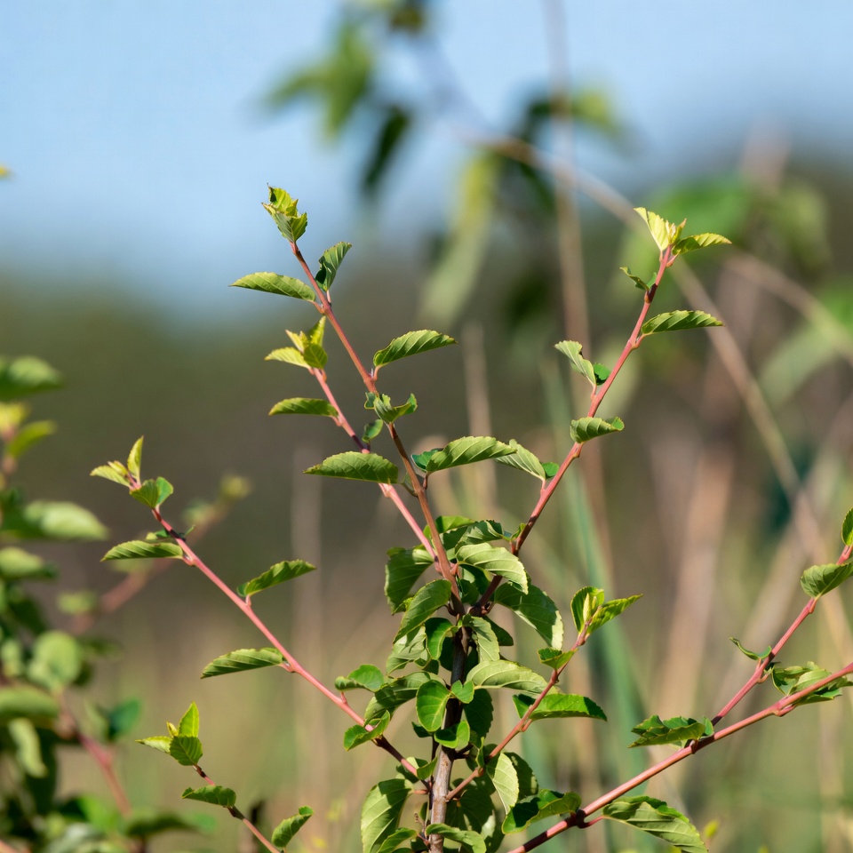 Phyllanthus niruri é uma planta medicinal versátil