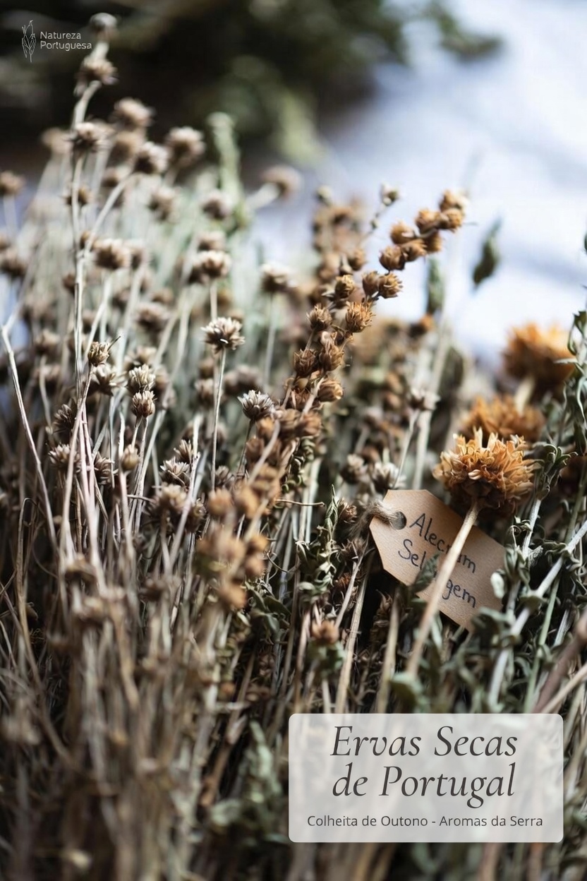10 Medicamentos Comuns que Podem Prejudicar Seus Rins e Potencialmente Piorar a Proteinúria