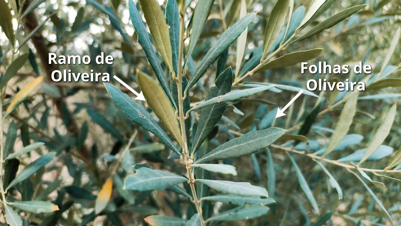 A Folha Esquecida que Pode Ajudar seu Corpo a Combater Células Cancerígenas