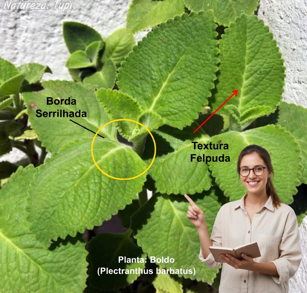 13 benefícios para a saúde do orégano orejón e como usá-lo