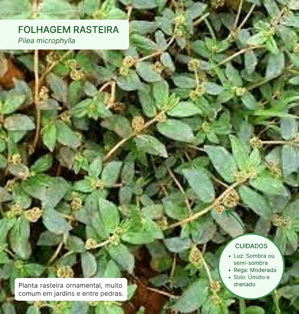 Explorando abordagens naturais à base de plantas para apoiar a saúde da pele: o que as pessoas dizem sobre esta erva comum