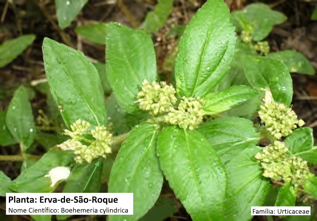 Explorando abordagens naturais à base de plantas para apoiar a saúde da pele: o que as pessoas dizem sobre esta erva comum