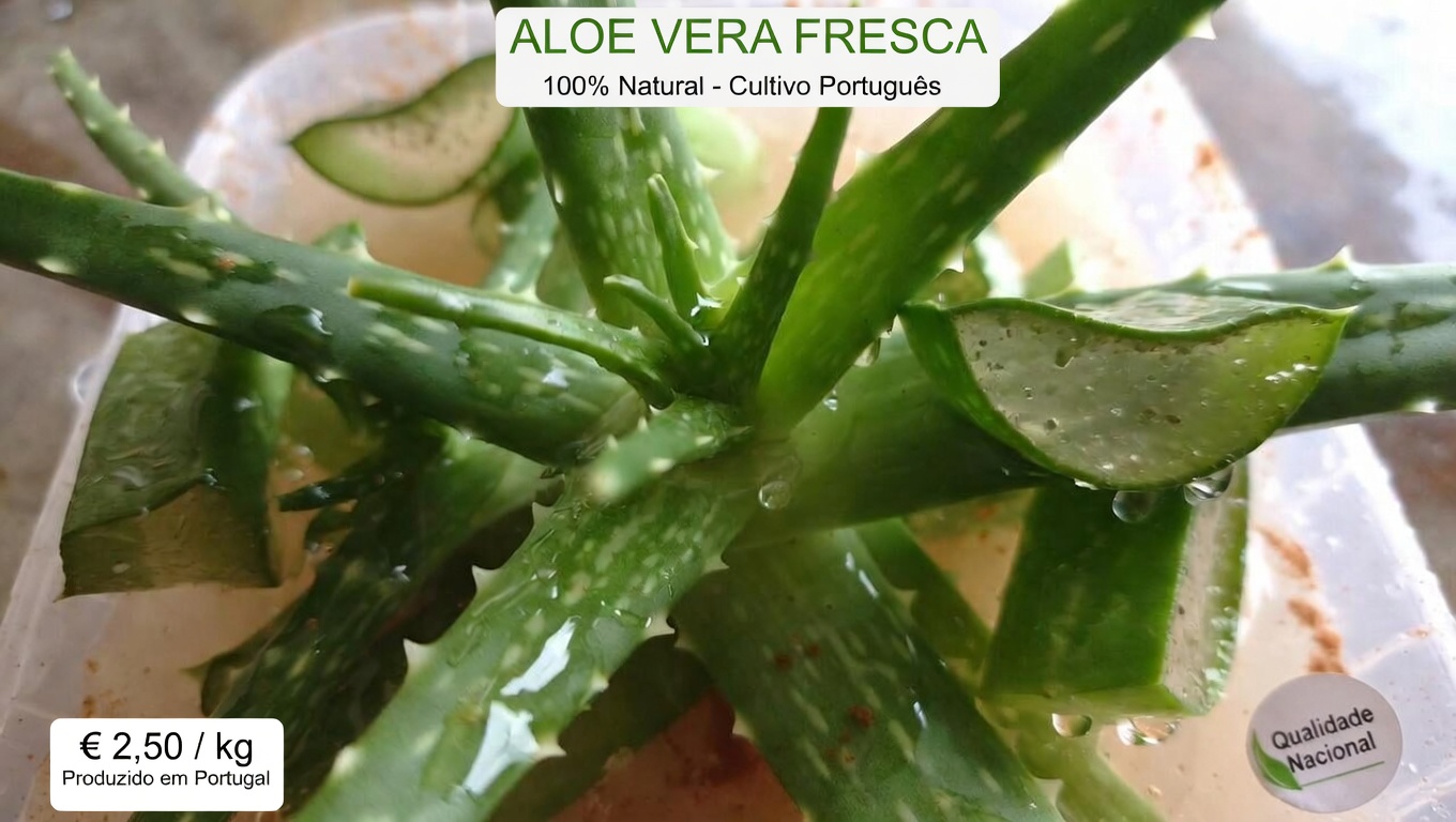 Descubra os Potenciais Benefícios da Aloe Vera e da Canela para o Bem-Estar Diário e o Conforto Ocular