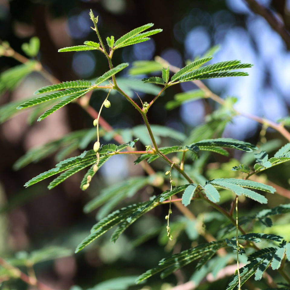 O Poder Curativo da Mimosa Pudica: 10 Benefícios para a Saúde e Como Usar Esta Planta Surpreendente