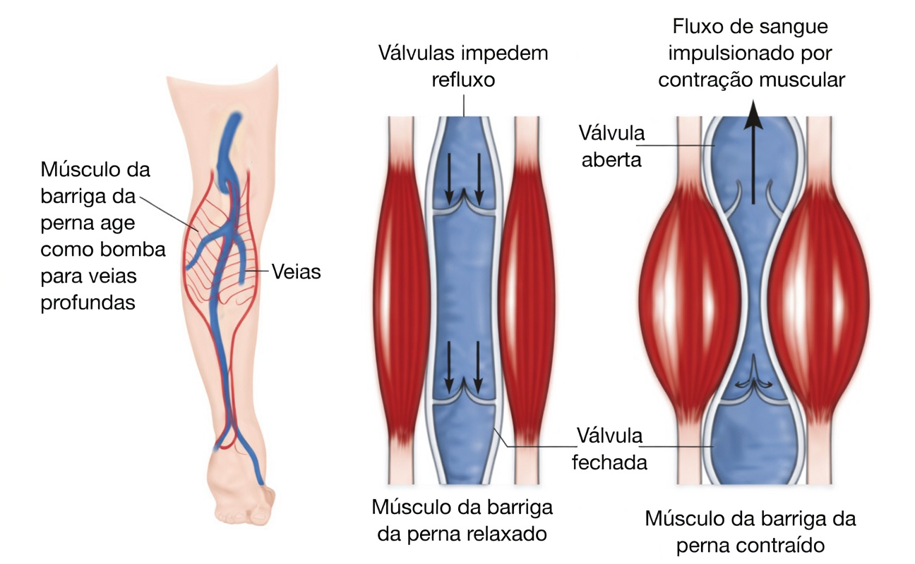 Por que suas panturrilhas são chamadas de “segundo coração”