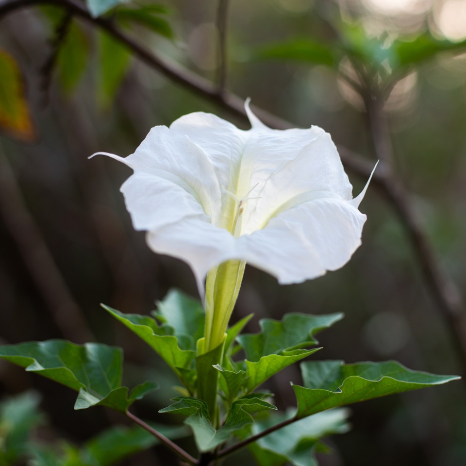 O gênero Datura: uma planta bela, porém mortal, que você deve evitar