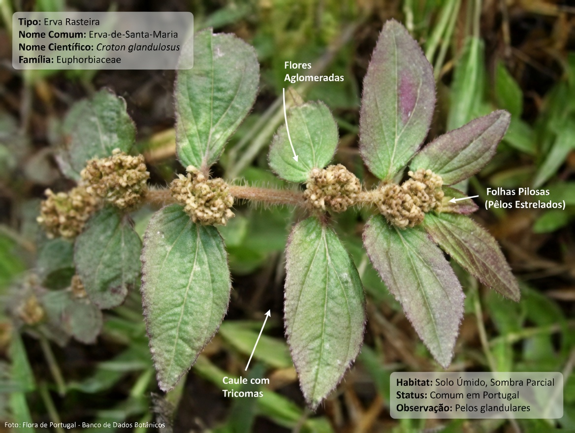 Não Ignore Esta Erva Daninha Comum! O Papel Surpreendente da Erva-de-seda-de-folhas-grandes nos Remédios Tradicionais para Conforto Ocular