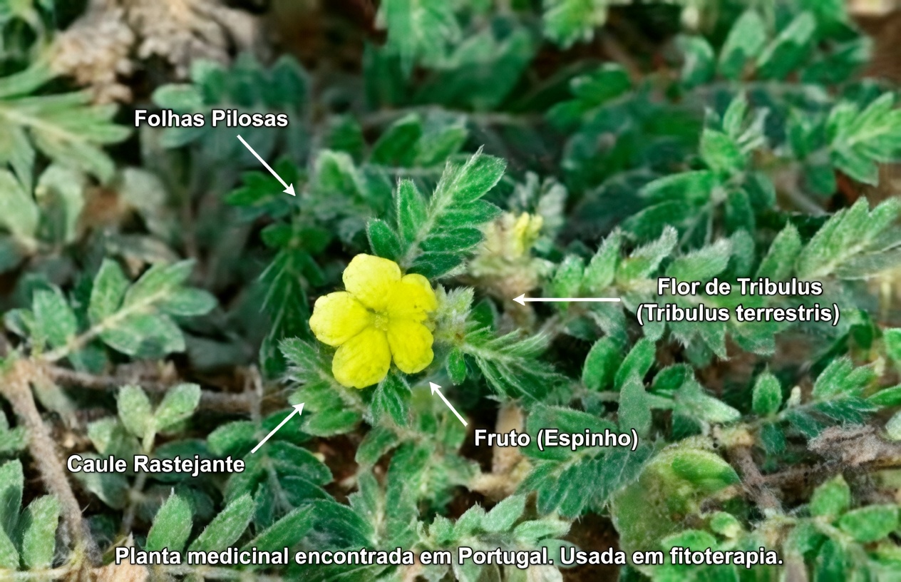 O que é cabeça de cabra (Tribulus terrestris) e por que os casais estão falando sobre isso?