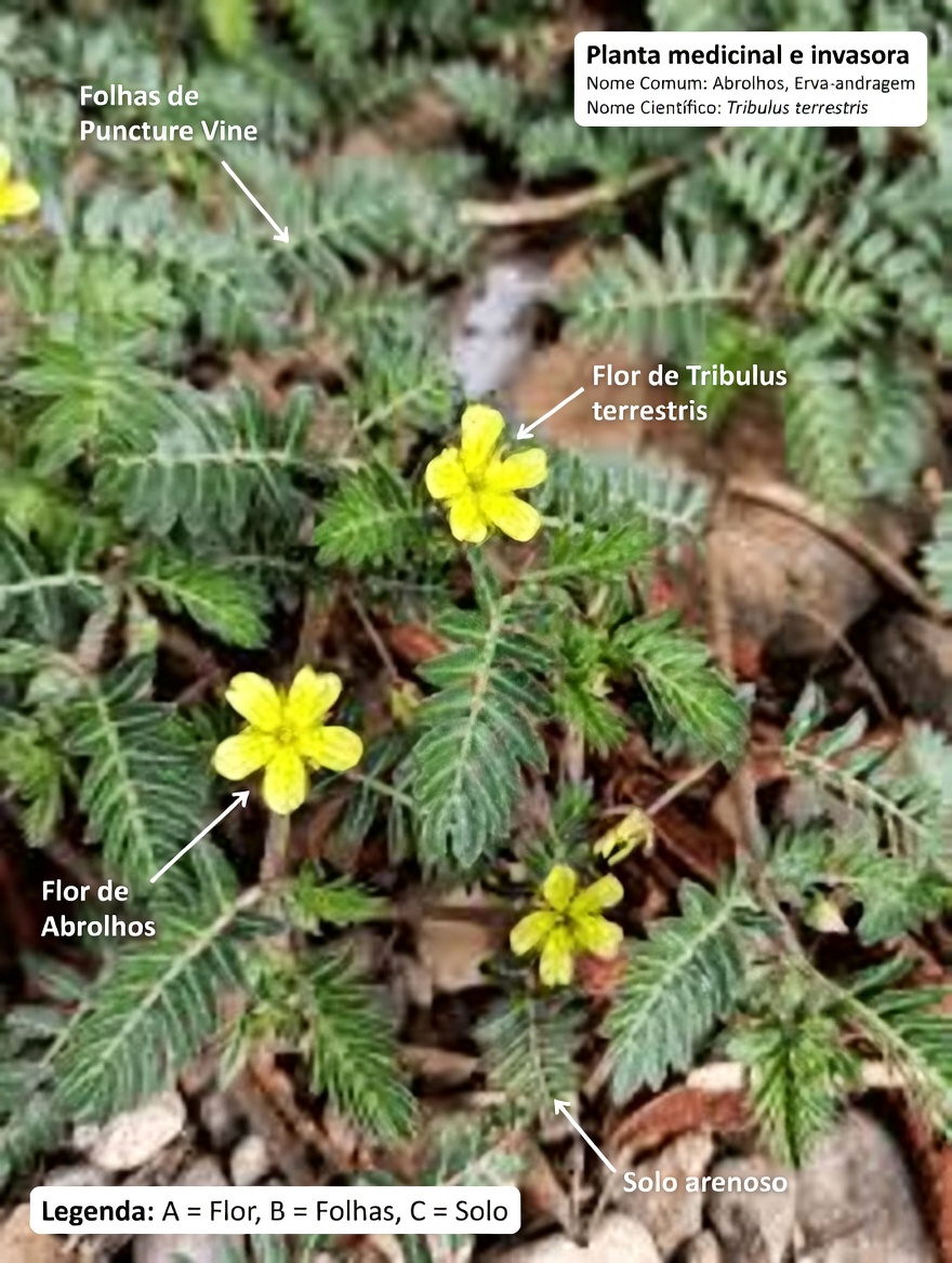 O que é cabeça de cabra (Tribulus terrestris) e por que os casais estão falando sobre isso?