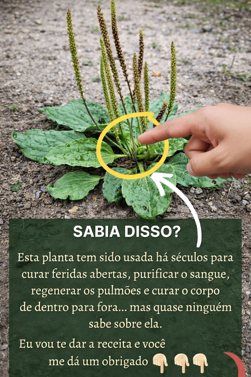 Descubra a Maravilha do Dia a Dia da Tanchagem (Plantago major): Uma Planta Comum com Surpreendentes Usos Tradicionais